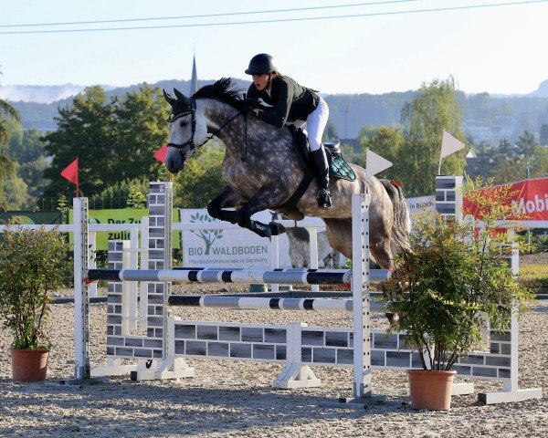 jumper Pms Chica CH (Swiss Warmblood, 2019, from Coupe de Coeur 2)