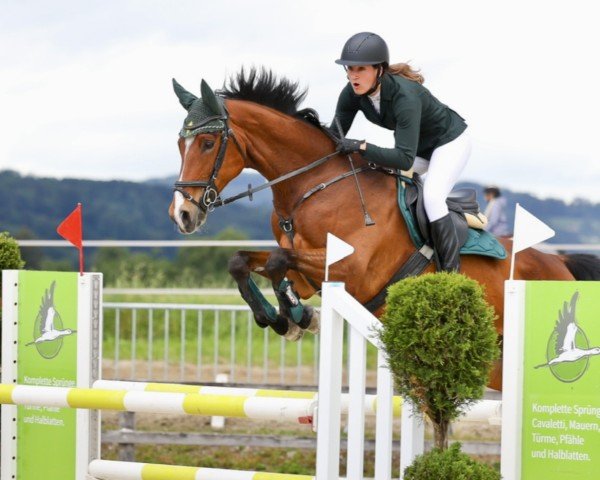 jumper Vivace CH (Swiss Warmblood, 2013)