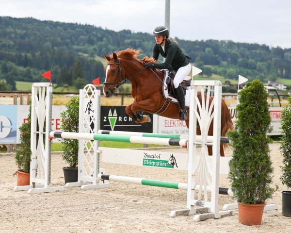 jumper Don Camillo RH (German Riding Pony, 2014, from Dimension AT NRW)