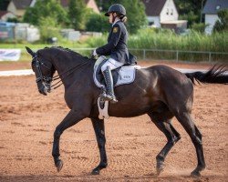 dressage horse Womanizer 13 (Hanoverian, 2006, from Weltruhm)