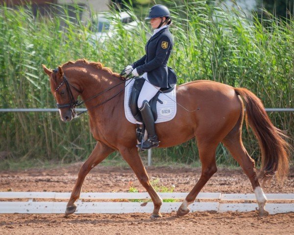 dressage horse Dresscode Red LS (German Sport Horse, 2014, from Don Corazon)