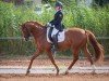 dressage horse Dresscode Red LS (German Sport Horse, 2014, from Don Corazon)