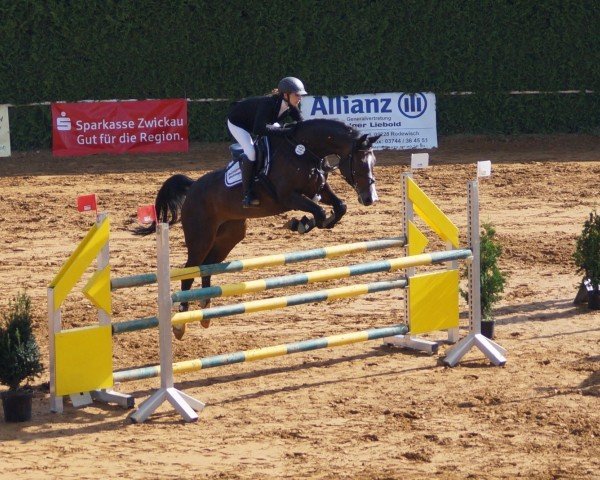 jumper Loretta (German Sport Horse, 2009, from Contract)