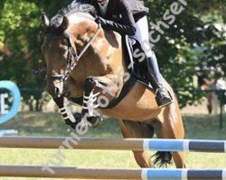 jumper Amur 47 (German Riding Pony, 2012, from Auenhof's Allstar)