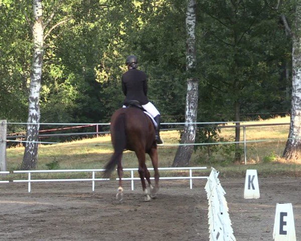 Reitturnier Lgl.-Oberhain, B95 2024