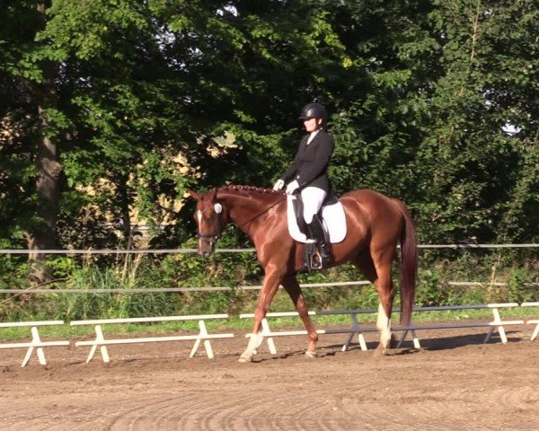 Reitturnier Lgl.-Oberhain, B95 2024