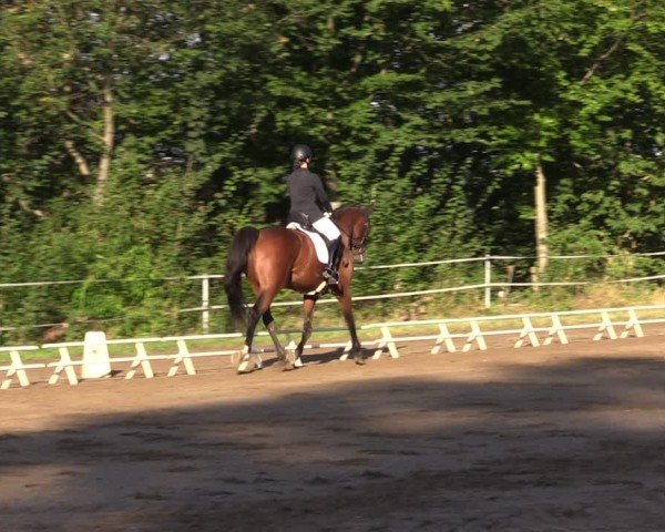 Reitturnier Lgl.-Oberhain, B95 2024