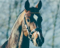 stallion Caracas B (Hanoverian, 2009, from Charilan)