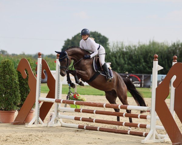 jumper Calida 128 (German Riding Pony, 2020, from Chouchou Contaro)