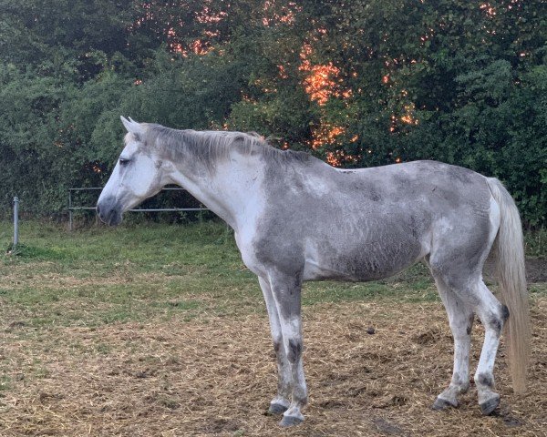 Springpferd Celean (Holsteiner, 2007, von Clarimo Ask)