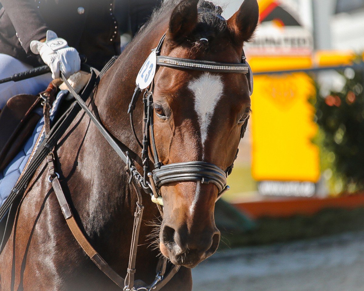 Dressurpferd Lilienhofs Darcy (Deutsches Reitpony, 2011, von Dance Star AT NRW)