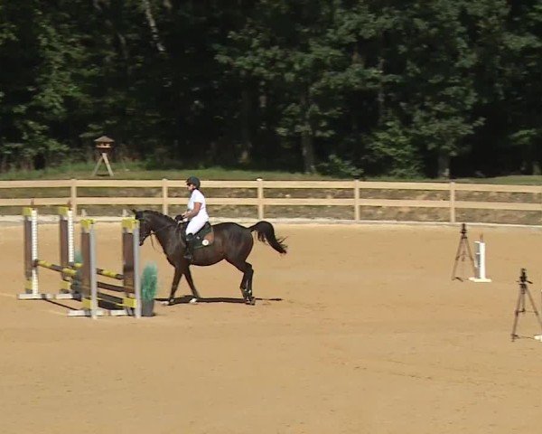 Reitturnier Tiefenhof/Opf. 2024