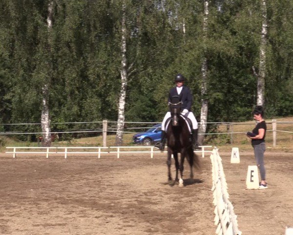 Reitturnier Lgl.-Oberhain, B95 2024