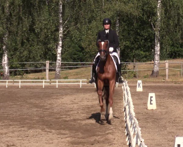 Reitturnier Lgl.-Oberhain, B95 2024
