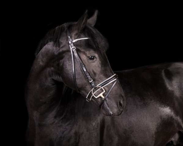 dressage horse Alpha Centauri KH (Oldenburg, 2013, from All Inclusive)