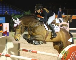 stallion Chacgrano (Oldenburg show jumper, 2007, from Chacco-Blue)