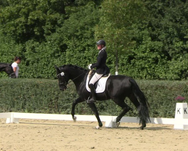 Reitturnier Westeregeln 2024