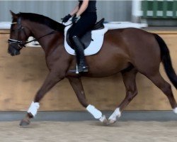 dressage horse Capri Moon L (German Riding Pony, 2021, from DSP Cosmo Royale)