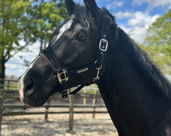 dressage horse Quickstep 82 (Danish Warmblood, 2018)