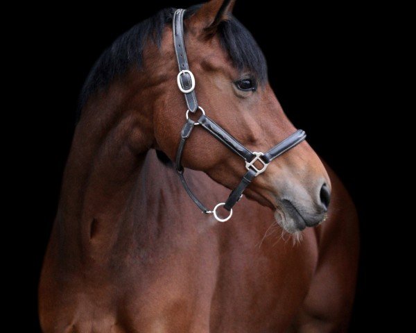 jumper Nielone (KWPN (Royal Dutch Sporthorse), 2018, from Gerardus)