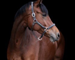 jumper Nielone (KWPN (Royal Dutch Sporthorse), 2018, from Gerardus)