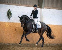 dressage horse Goldstern 240 (Holsteiner, 2019, from Goldball)