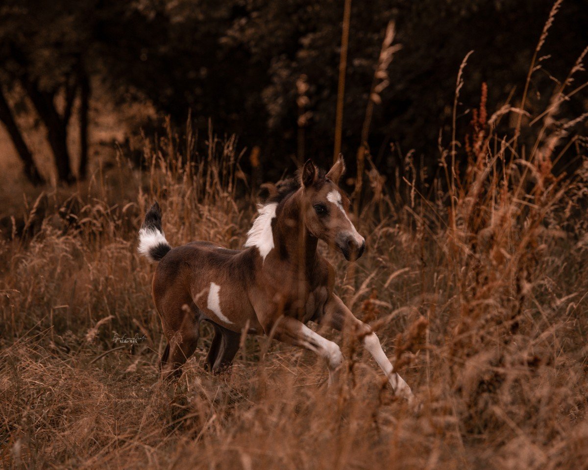 Fohlen Sonatics Caylanée (Deutsches Reitpony, 2024, von Cassini)
