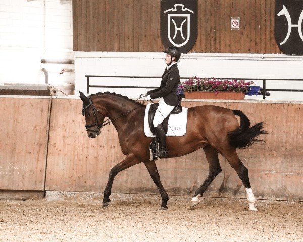 dressage horse Daffodil 9 (Hanoverian, 2013, from Don Frederico)