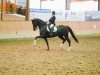 dressage horse Liviana 7 (Hanoverian, 2016, from Livaldon)