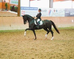 dressage horse Liviana 7 (Hanoverian, 2016, from Livaldon)