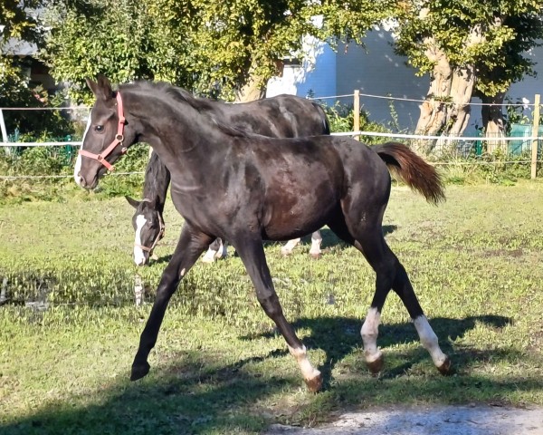 dressage horse HENGST von TITOLAS / DANCIER (Hanoverian,  , from TITOLAS)