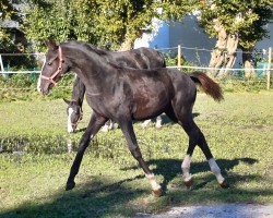 dressage horse Totalis von TITOLAS / DANCIER (Hanoverian, 2023, from Titolas)