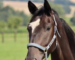 Dressurpferd Hengst von Majestic Taonga x Rockwell (Westfale, 2022, von Majestic Taonga)