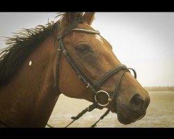 broodmare Carina Sofia (Holsteiner, 2010, from Quinar)