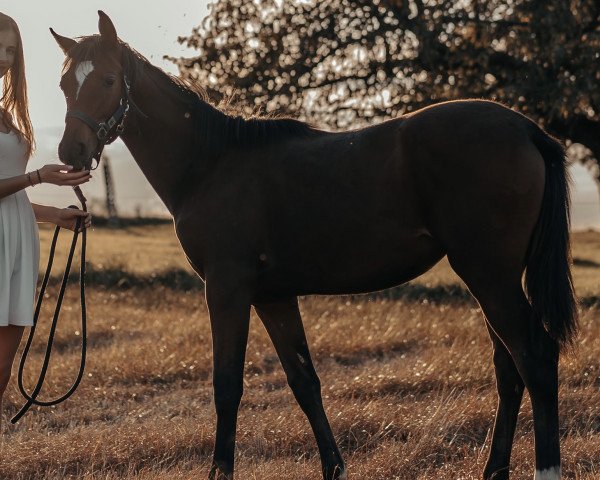 horse Raduga KK (Trakehner, 2021, from Opernball)