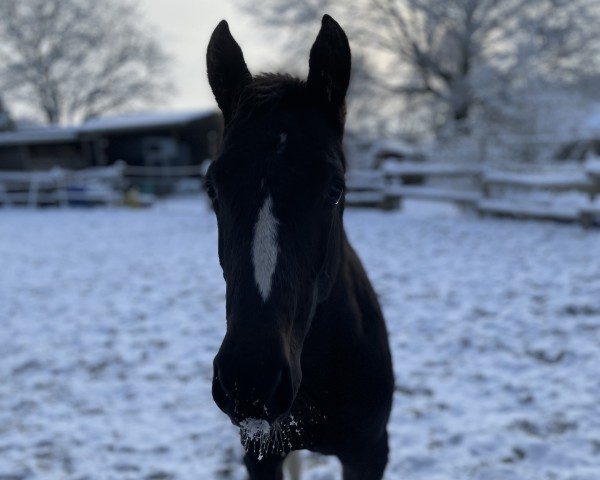 Springpferd Hengst von Uriko / Capone II (Holsteiner, 2023, von Uriko)