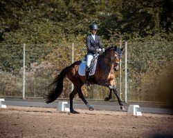 dressage horse Fidelio 341 (Westphalian, 2017, from Farbenspiel)