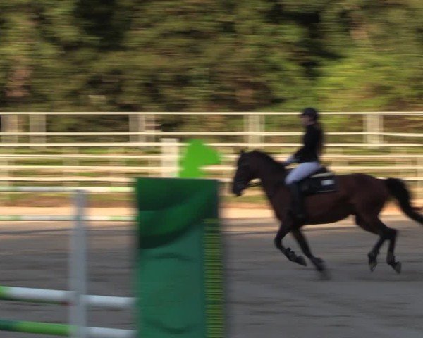 Reitturnier Lgl.-Oberhain, B95 2024