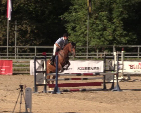 Reitturnier Lgl.-Oberhain, B95 2024