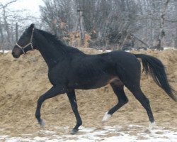 stallion Cimer xx (Thoroughbred, 1988, from Masetta xx)