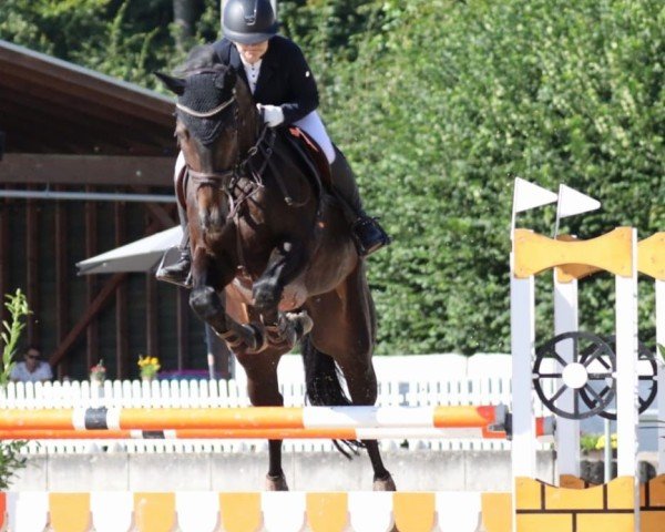 jumper Ravel des Baumes CH (Swiss Warmblood, 2010, from Landjuweel St Hubert)