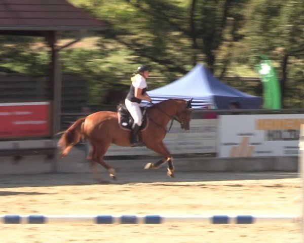 Reitturnier Lgl.-Oberhain, B95 2024