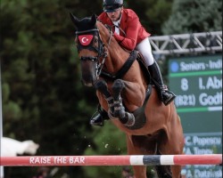 jumper Godfather (KWPN (Royal Dutch Sporthorse), 2011, from Eldorado vd Zeshoek Tn)