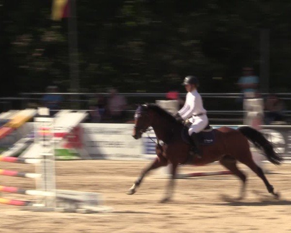 Reitturnier Lgl.-Oberhain, B95 2024