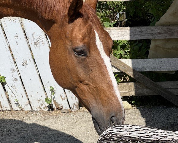 dressage horse Summer Smile MD (Rhinelander, 2005, from Abanos)