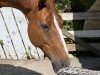 dressage horse Summer Smile MD (Rhinelander, 2005, from Abanos)