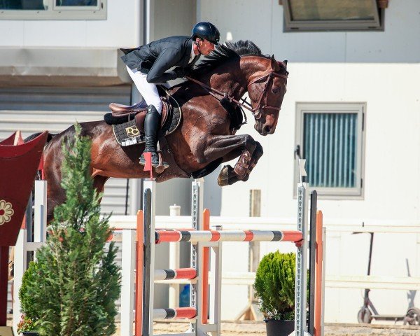 jumper Victoria's Secret Hh (Oldenburg show jumper, 2018, from Brantzau)