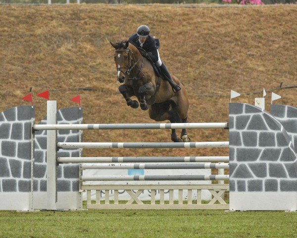 Springpferd Quaid-Moritz (Hannoveraner, 2013, von FRH Quaid)