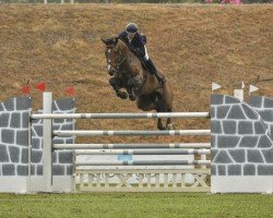 jumper Quaid-Moritz (Hanoverian, 2013, from FRH Quaid)