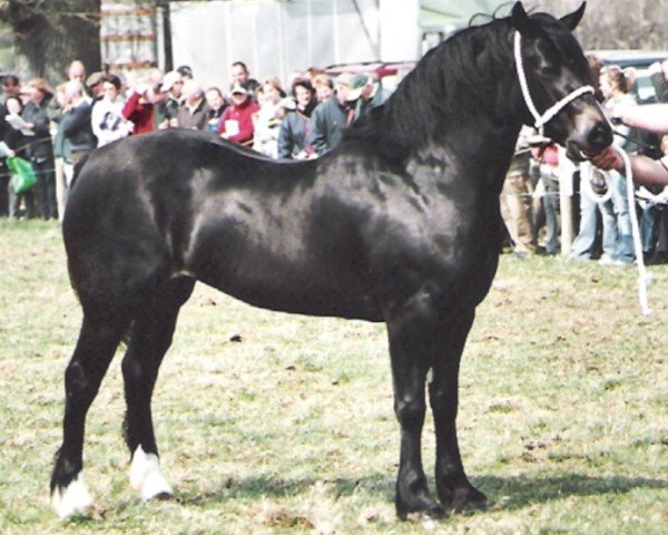 Pferd Cruglwyd Siriol (Welsh-Cob (Sek. D), 2003, von Gwynfaes Culhwch)